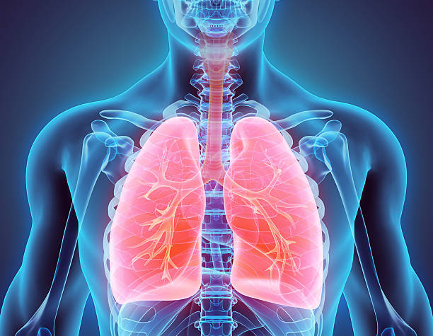 Ilustración vías respiratorias